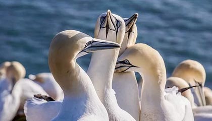 九游游戏中心官网-摩纳哥战平雷恩，赛季表现仍不尽如人意，摩纳哥 雷恩