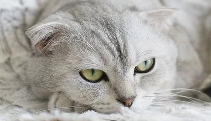 九游下载官网-库里：空投的“魔术师”，破解NBA防守密码！，里程碑!库里总得分超魔术师 仓促出手投丢